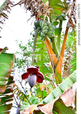 Flowers and fruits of Okinawa Itohbosho Flowers and fruits of Okinawa Itohbosho 28987070