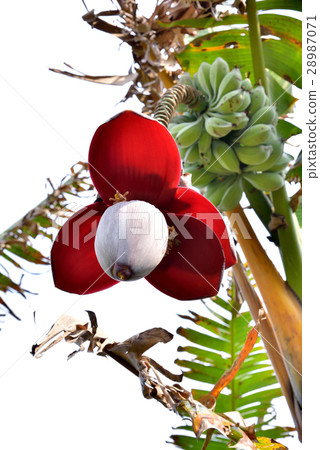 Flowers and fruits of Okinawa Itohbosho Flowers and fruits of Okinawa Itohbosho 28987071