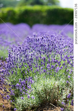 Lavender field 28987136