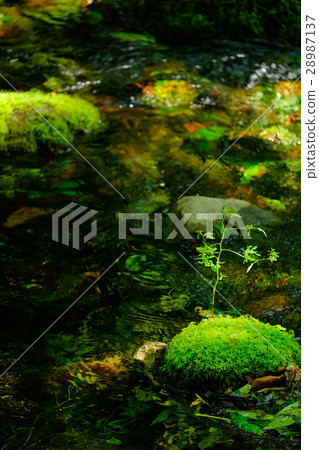 Daisetsu Asahikake source water 28987137