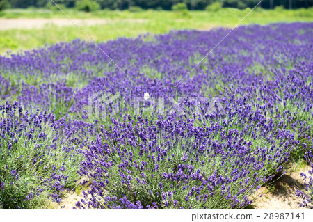 Lavender field Lavender field 28987141