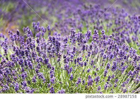 Lavender field Lavender field 28987158