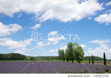 Lavender field 28987159