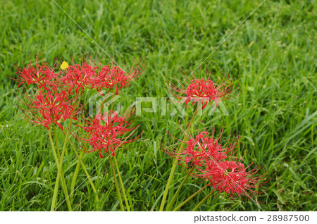 Cluster amaryllis 28987500