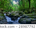 森林溪流 28987792