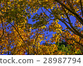 未紅的楓葉 28987794
