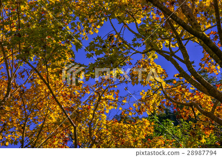 Unred maple leaf 28987794