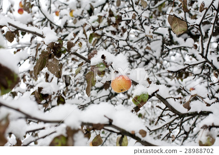 apple under snow 28988702
