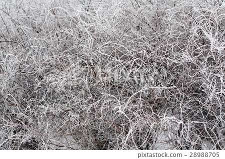 winter rime pattern winter rime pattern 28988705