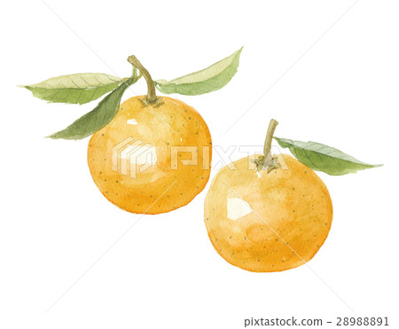 橙色染色 28988891