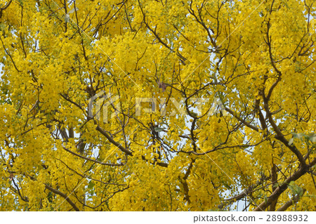Purging Cassia national flower of Thailand Purging Cassia national flower of Thailand 28988932