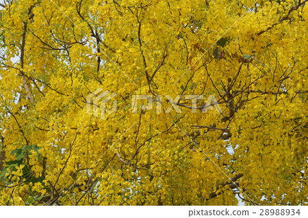 Purging Cassia national flower of Thailand Purging Cassia national flower of Thailand 28988934