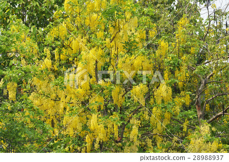 Purging Cassia national flower of Thailand 28988937