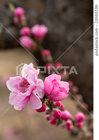 Flower peach blossoms 28989186
