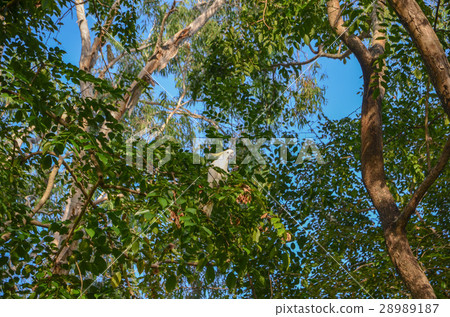 Wild kibatan 28989187