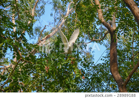 Wild kibatan 28989188