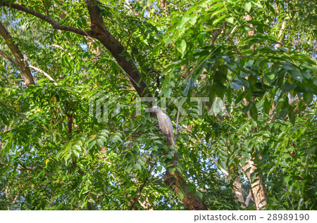 Wild kibatan Wild kibatan 28989190