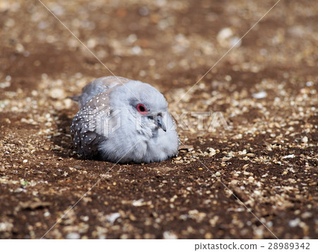 Utsuyuki Bat at rest (light snow pigeon) 28989342