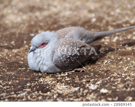 Utsuyuki Bat at rest (light snow pigeon) Utsuyuki Bat at rest (light snow pigeon) 28989345