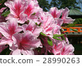 Azalea 28990263