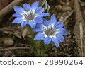 Gentian 28990264
