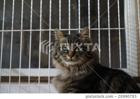 長發野雞 長發野雞 28990783