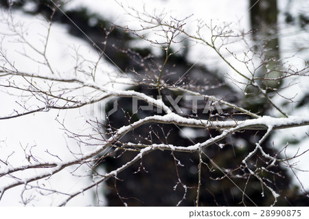Snow Tree Park Snow Tree Park 28990875