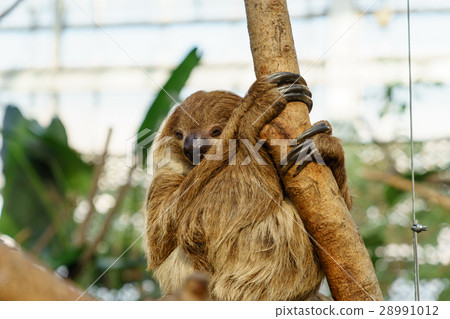 Slothknob神戶動物王國 28991012