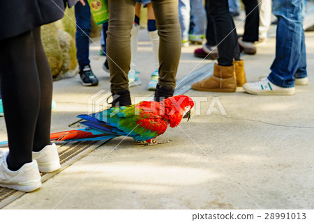 走在腳神戶動物王國的金剛鸚鵡 28991013