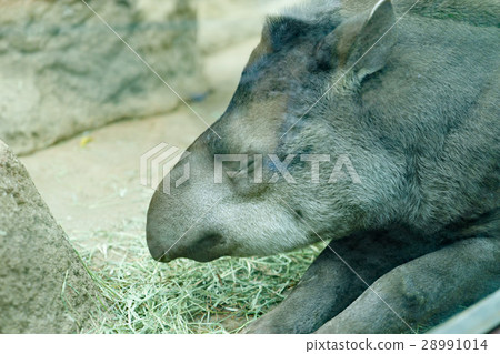 巴庫神戶動物王國 28991014