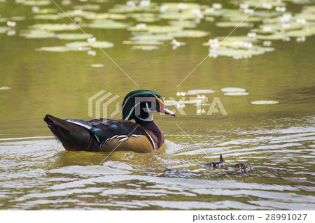 Image of a wood duck on the water. Wild Animals. Image of a wood duck on the water. Wild Animals. 28991027
