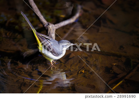 Kisekirei Kisekirei 28991690