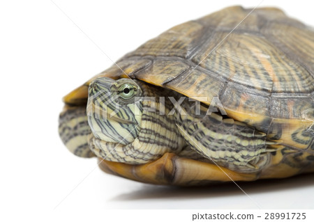 Portrait of a turtle Portrait of a turtle 28991725