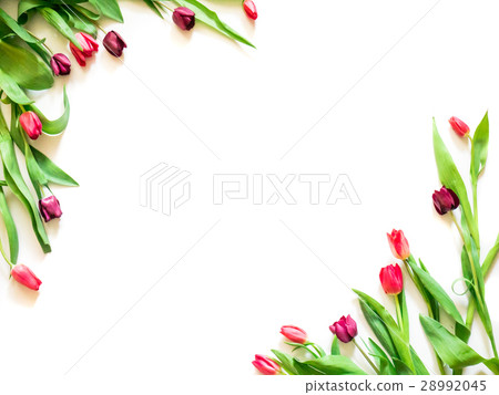 present card with tulip flowers corners template present card with tulip flowers corners template 28992045