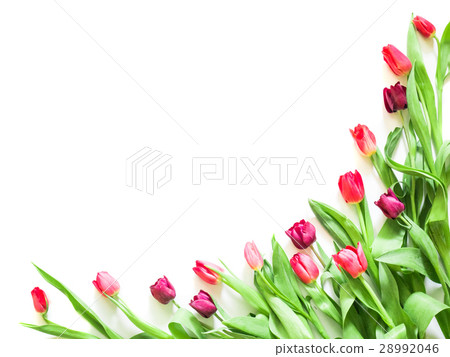 present card with tulip flowers corners template present card with tulip flowers corners template 28992046