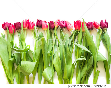 row on pink rose and purple tulips row on pink rose and purple tulips 28992049