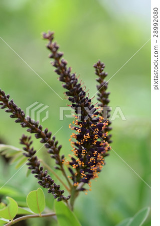 Itachihagi的花 28992080