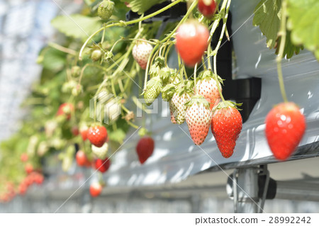 Strawberry strawberry picking (house cultivation) image Strawberry strawberry picking (house cultivation) image 28992242