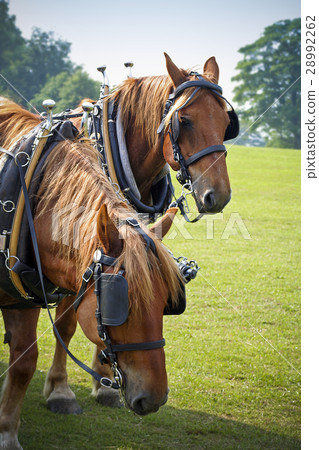 Shire horses in sunny field resting at country fai 28992262