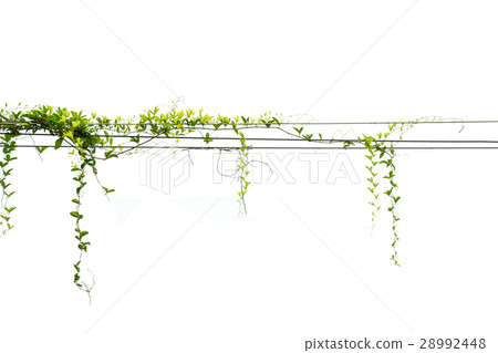 Ivy green with leaf on isolate white background Ivy green with leaf on isolate white background 28992448