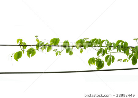 Ivy green with leaf on isolate white background 28992449