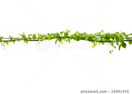Ivy green with leaf on isolate white background Ivy green with leaf on isolate white background 28992450