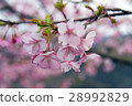 河津櫻花 28992829