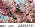 河津櫻花和mezzo 28992830