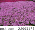 Moss phlox  28993175