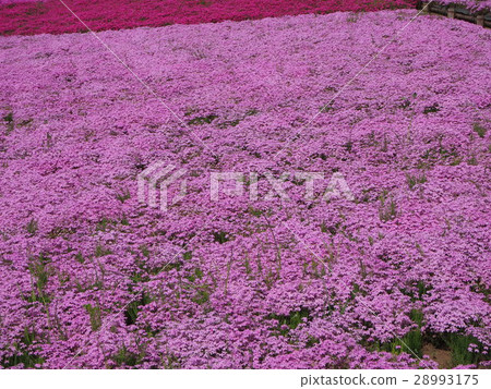 Moss phlox Moss phlox 28993175