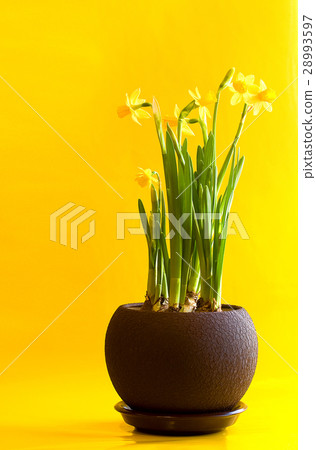 Yellow daffodil in a pot Yellow daffodil in a pot 28993597