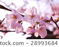 Cherry tree 1 28993684