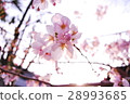 Sakura 2 28993685