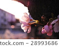 Sakura 3 28993686